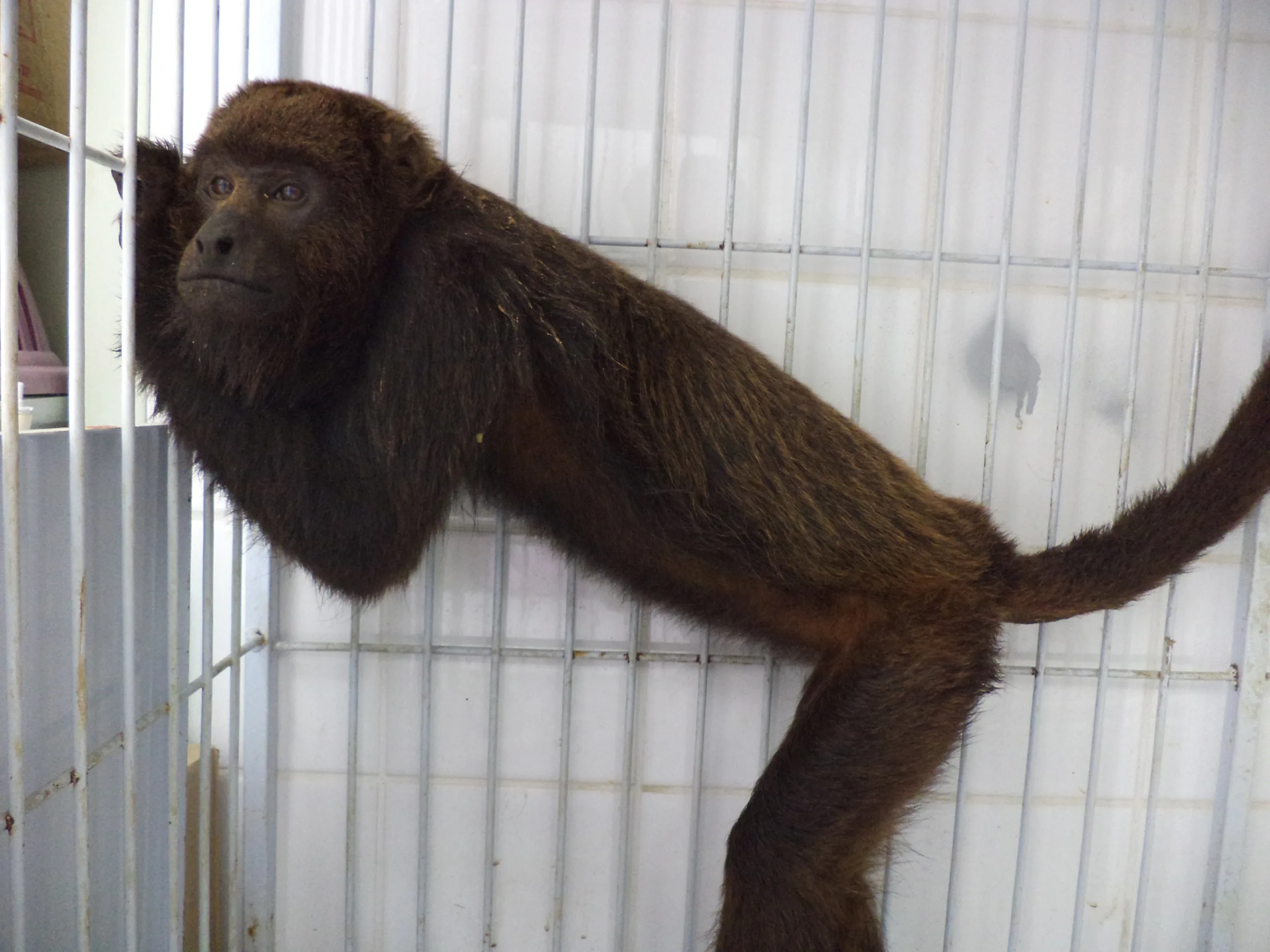 “Macaco Bugio” é resgatado pela Polícia Militar Ambiental em Guaçuí