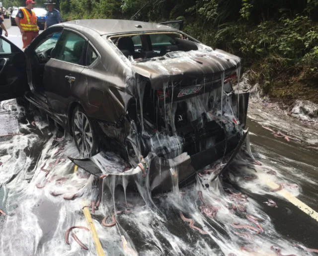 Caminhão capota e mais de 3 toneladas de enguias ficam espalhadas em rodovia