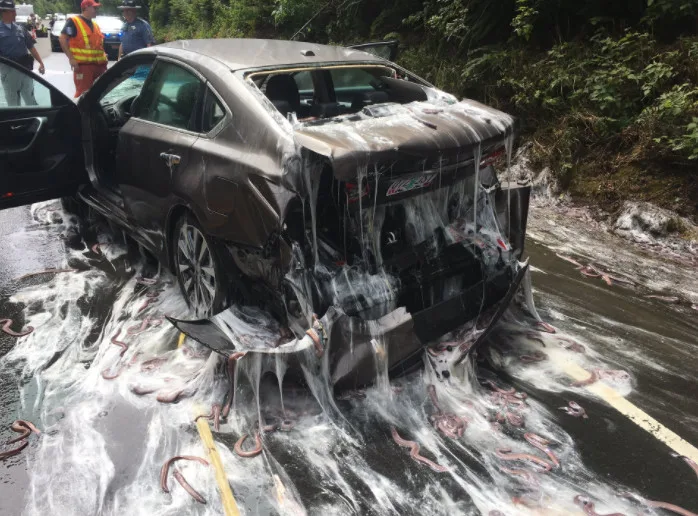 Caminhão capota e mais de 3 toneladas de enguias ficam espalhadas em rodovia