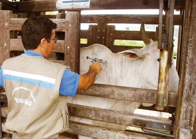 Idaf lança campanha de vacinação contra febre aftosa