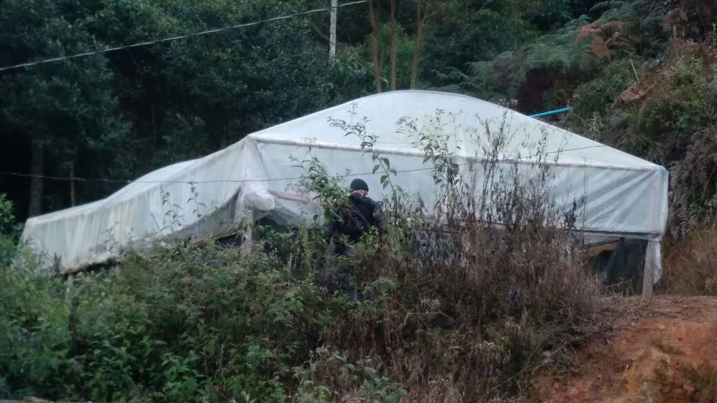 Traficante carioca que mantinha plantação de maconha no ES é preso pela Polícia Federal