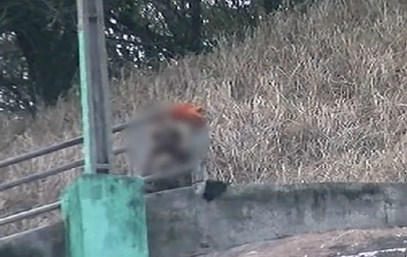 Identificados suspeitos de atuarem como 'olheiros do tráfico' em morro de Vitória