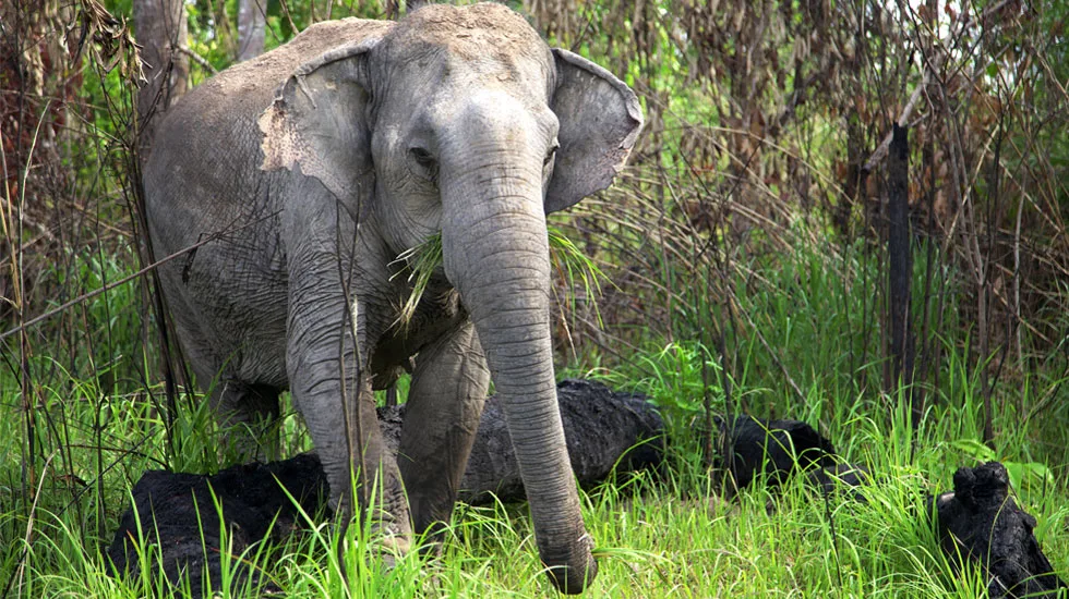 Como um elefante coça a barriga e o que significa sonhar com o animal?