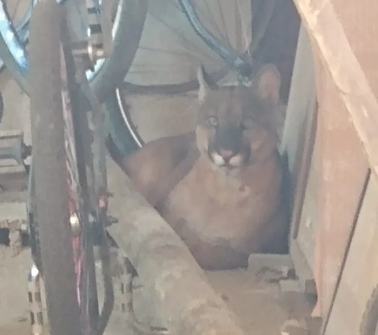 Onça parda é encontrada dentro de residência em Baixo Guandu