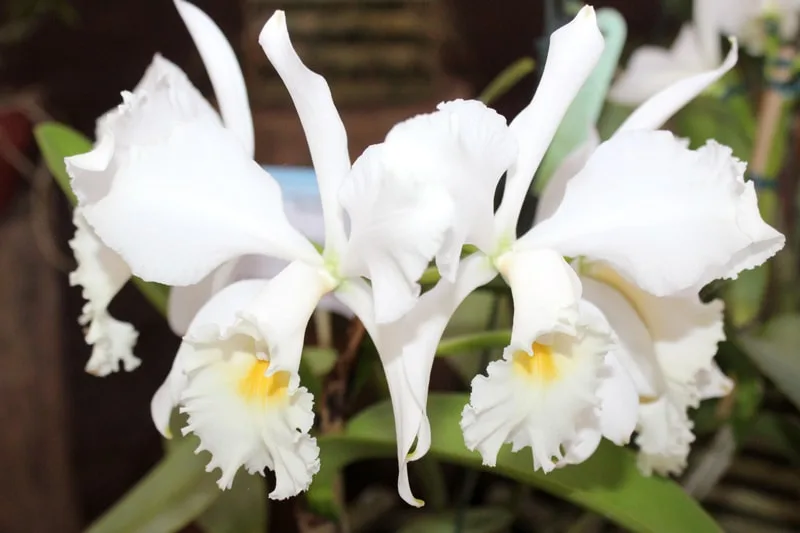 Cidade florida: começam ações do Projeto das Orquídeas, em Marechal Floriano