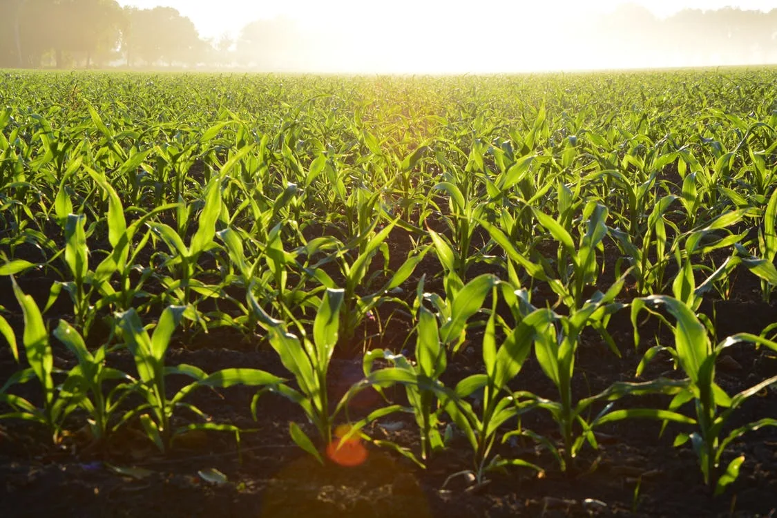 Frio pode impactar produção de milho e feijão