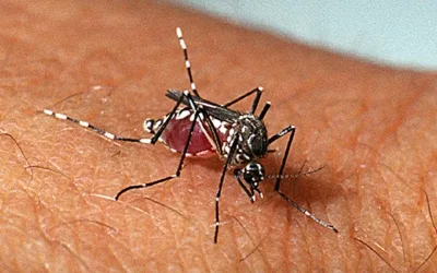 Dengue avança em todas as regiões do País e chega a 200 registros por hora