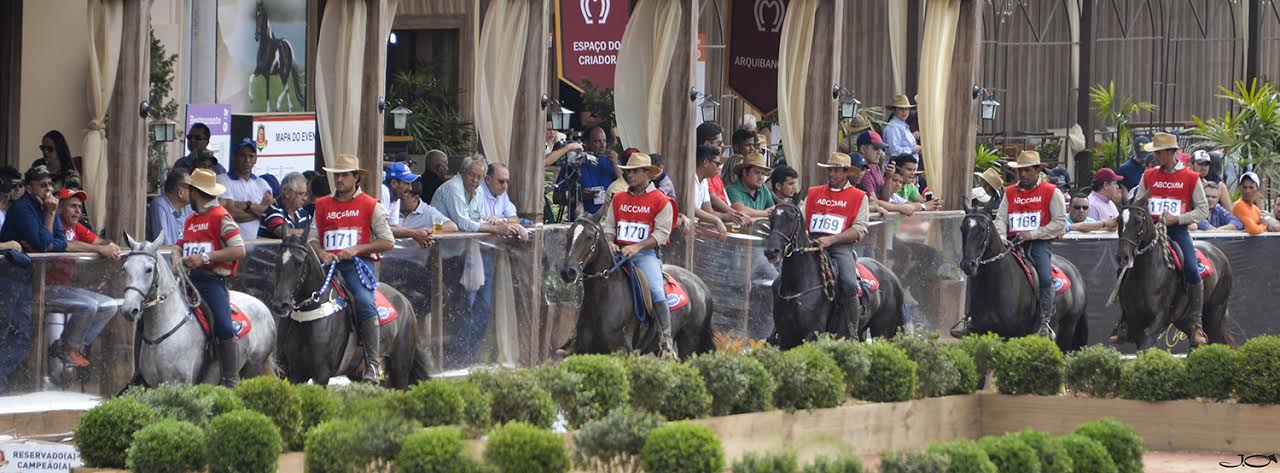 Vitória sedia evento nacional da raça de cavalo Mangalarga Marchador