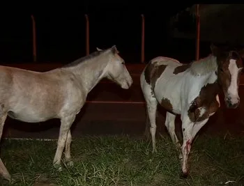 Cavalo invade pista e é atropelado em rodovia de Vila Velha