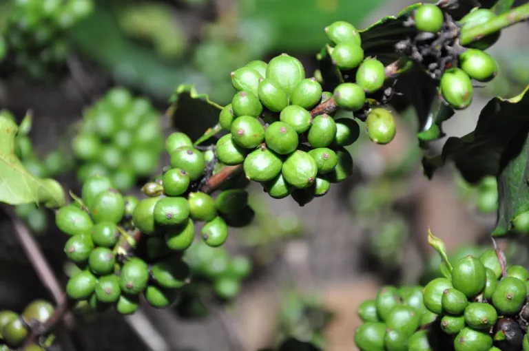 Brasil registrará recorde na produção de café e de soja em 2018, diz IBGE