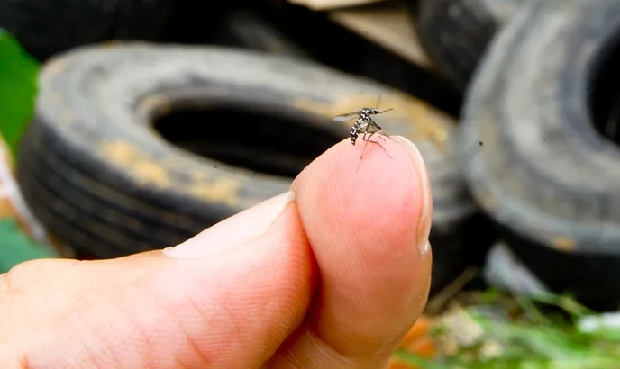 Drones, fumacê e contratação de médicos: veja ações de combate à dengue adotadas na Grande Vitória