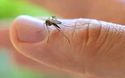 Vacinas contra dengue só em clinicas particulares e por R$ 270 no Estado