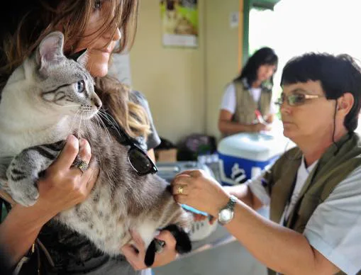 Pet shops só poderão funcionar com veterinário a partir desta quinta-feira