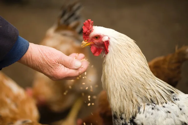 Novidade para a gestão da produção de suínos e frango de corte