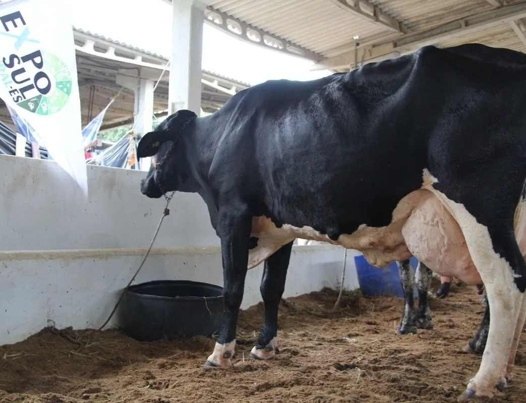 ExpoSul Rural 2019 terá concurso leiteiro e competição com equinos