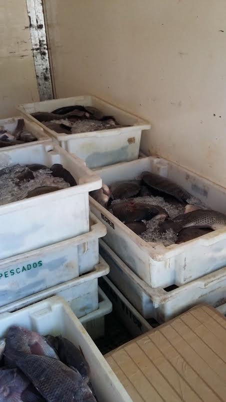 Distribuidora de pescado tem 800 kg de tilápia apreendidos em Vila Velha