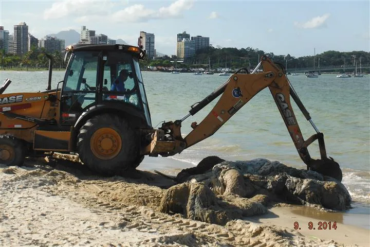 Carcaça de baleia é encontrada na praia da Curva da Jurema