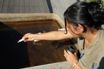 agentes de combate à dengue