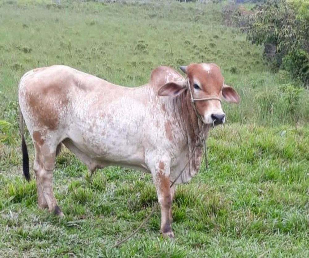 Boi é roubado de propriedade rural para virar churrasco em festa de 15 anos