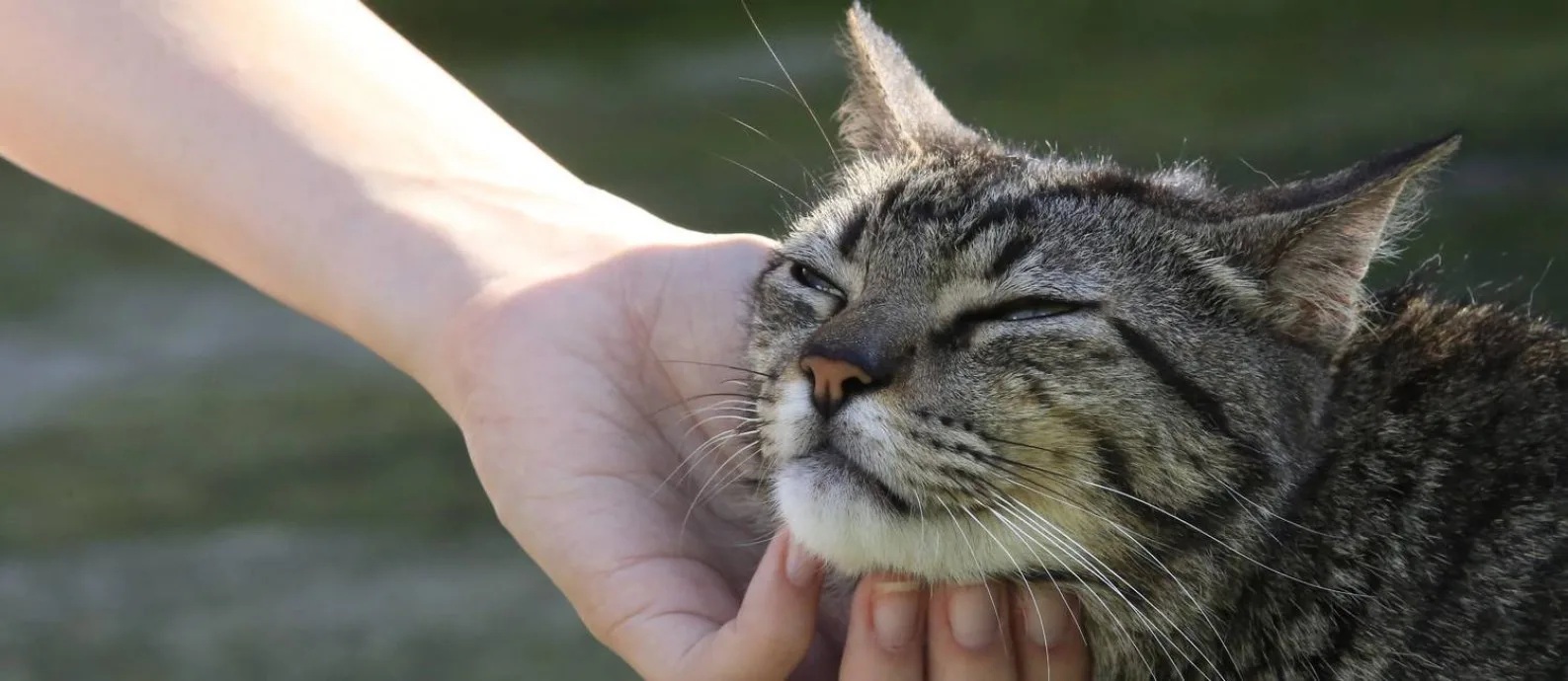 Doença pode acometer pessoas e animais: saiba como identificar a esporotricose!