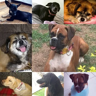 Antes e depois do amor: fotos de cães resgatados no ES mostram importância da adoção