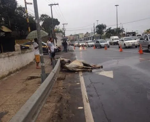 Cavalo solto na pista é atropelado na BR-262 e trânsito fica lento em Cariacica