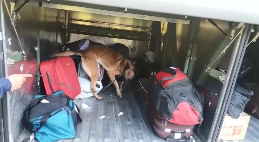 Vídeo mostra atuação de cadela da Polícia Rodoviária Federal na busca de drogas em ônibus