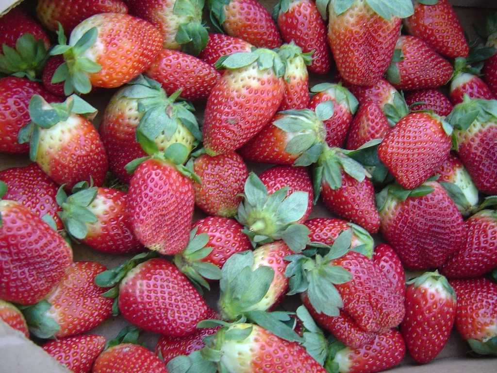 É apaixonado por morango? Essa é a fruta da estação. Veja algumas curiosidades!