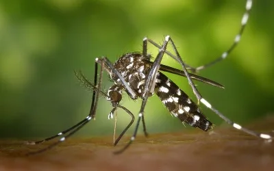 Cai número de casos suspeitos de zika, dengue e chikungunya em 2017