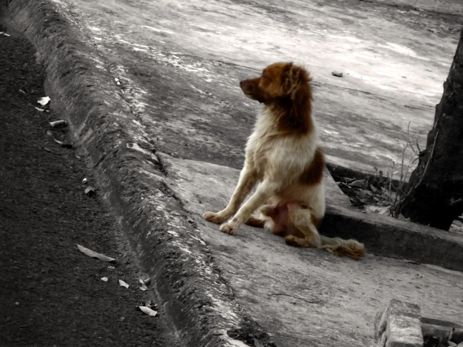 Valor da multa por abandono de animais aumenta em Vitória