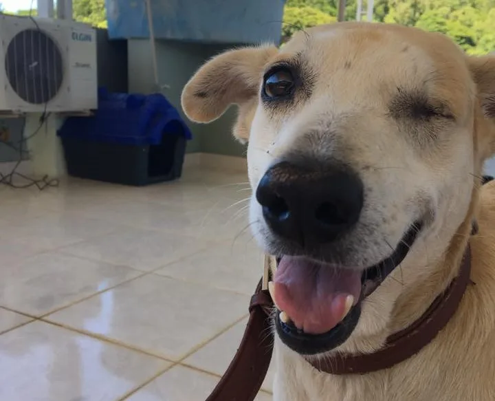 Seis meses após agressões, cão Ambrósio passa por cirurgia delicada