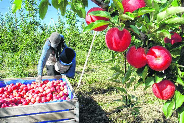 ROCA 08/02/11: COSECHA DE MANZANAS RED GALA EN CHACRAS DE GUERRICO. FOTO: ANDRES MARIPE