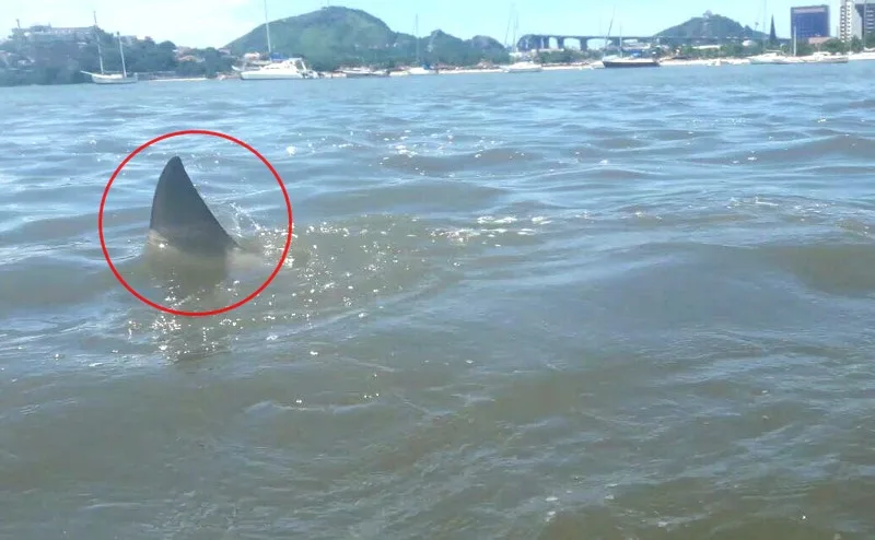 Tubarão no mar de Vitória? Fotos circulam nas redes e biólogo avalia animal