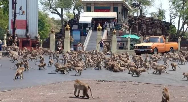 VÍDEO | Voluntários alimentam macacos que brigavam por falta de comida