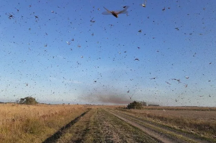 Governo argentino recebe alerta sobre quarta nuvem de gafanhotos