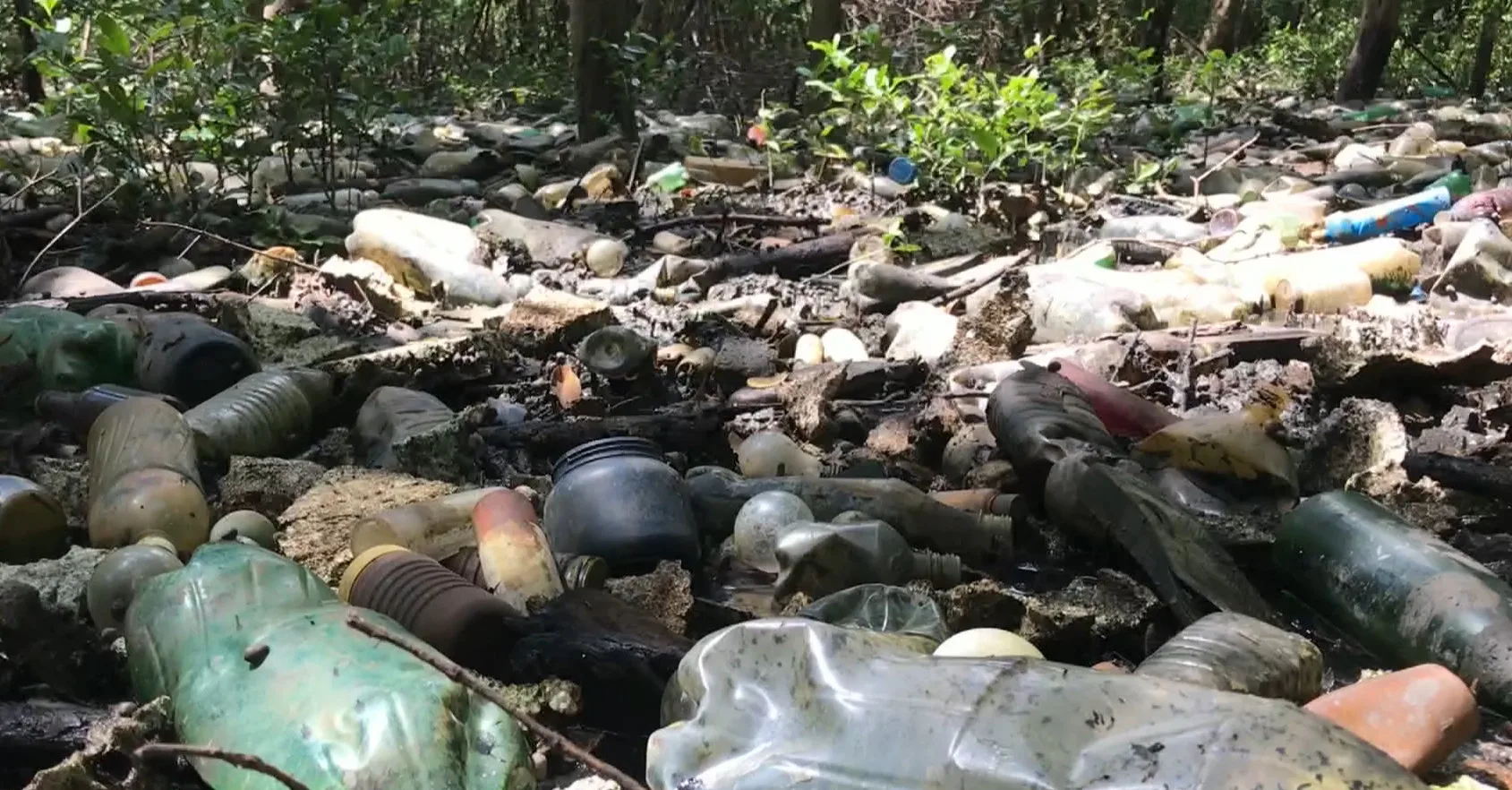 Mangue em Vila Velha vira lixão e biólogo aponta para crime ambiental