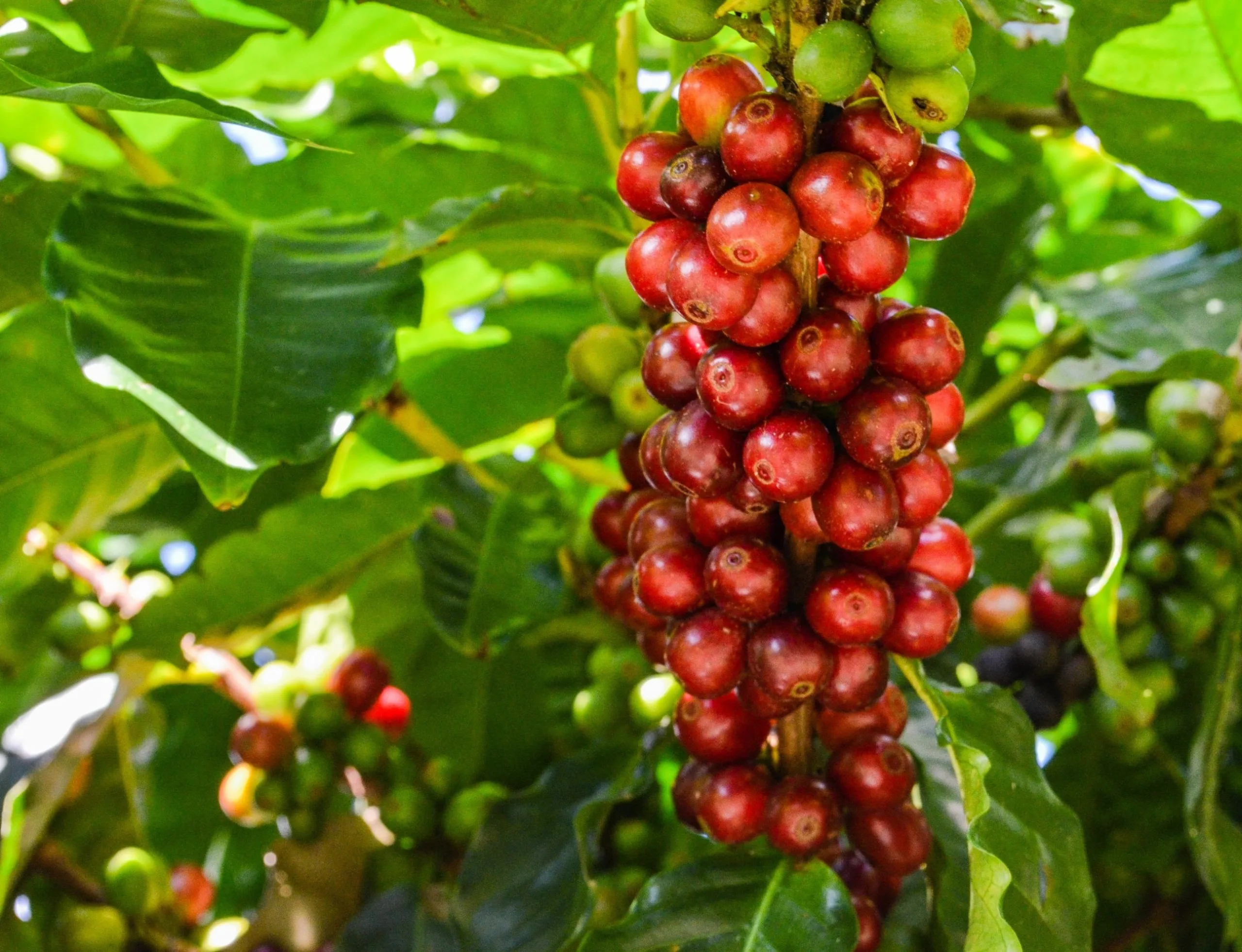 Inscrições abertas! Cachoeiro terá concurso de café conilon com premiação de R$ 18 mil