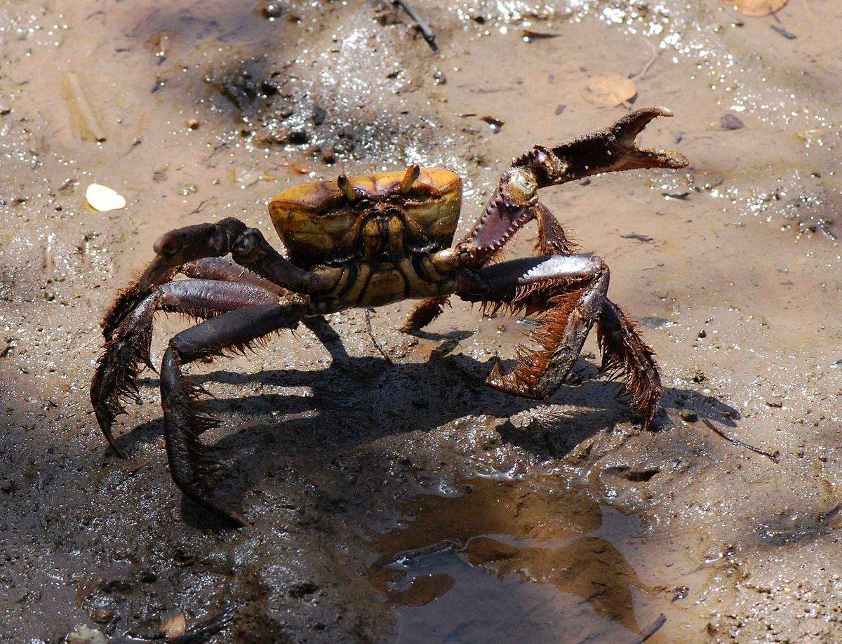 Atenção! Período de defeso do caranguejo começa nesta quarta no ES