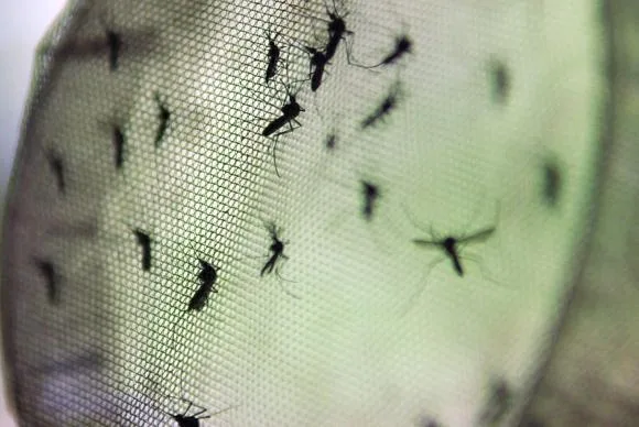 Vacina contra dengue tem eficácia de 60,8%, mostra pesquisa