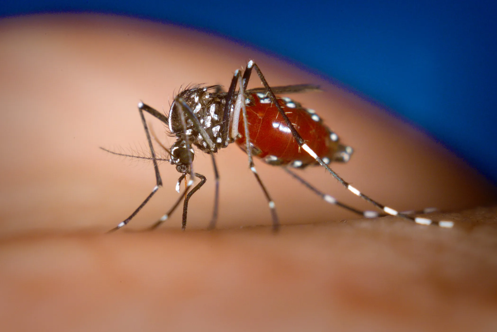 An Aedes albopictus female mosquito feeds on a human blood meal. Photo by James Gathany, Centers for Disease Control and Prevention