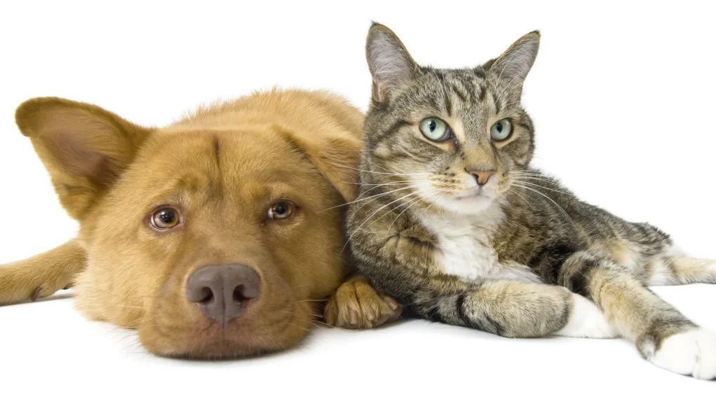 Dog and cat together on white background. Wide angle picture.