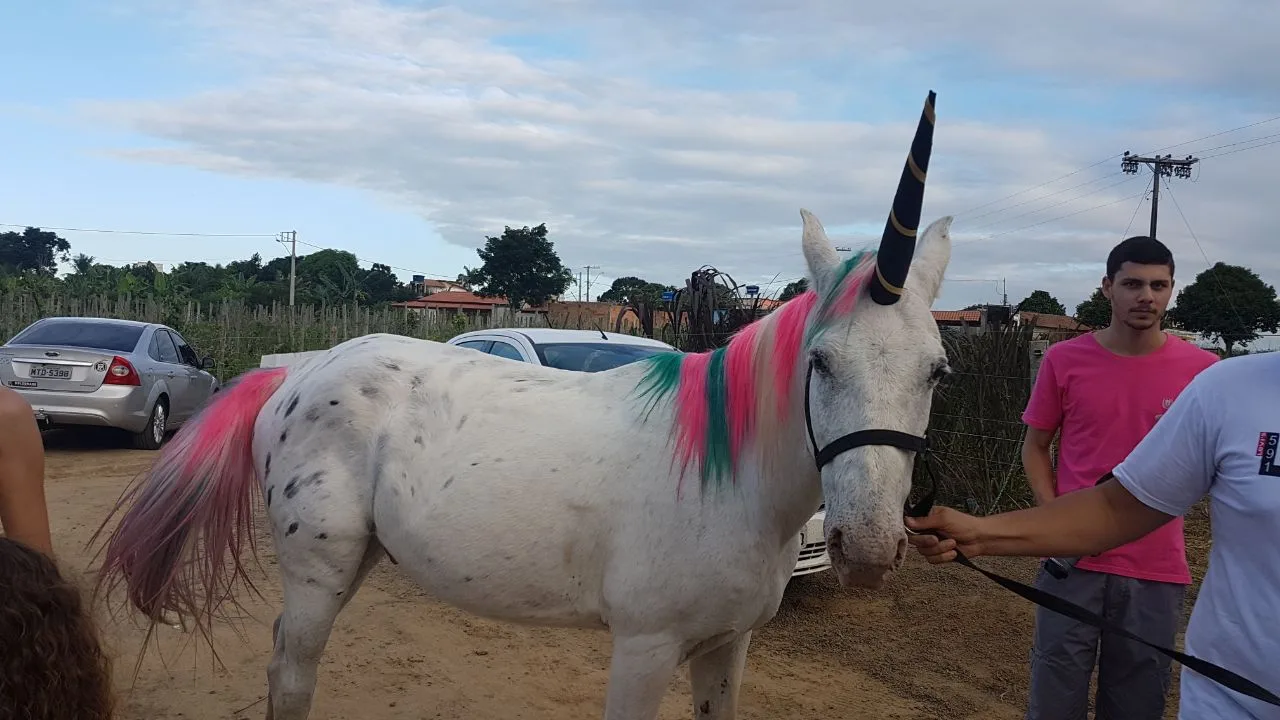 Criança ganha 'unicórnio' de presente de aniversário no norte do Espírito Santo