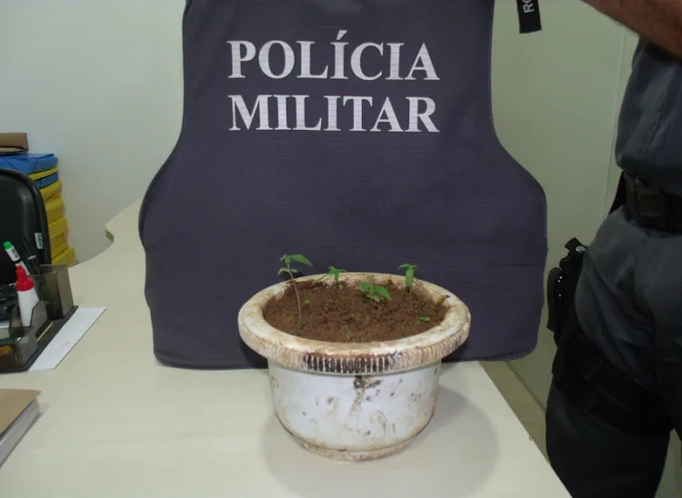 Adolescente acusado de cultivar plantação de maconha na região serrana do Estado