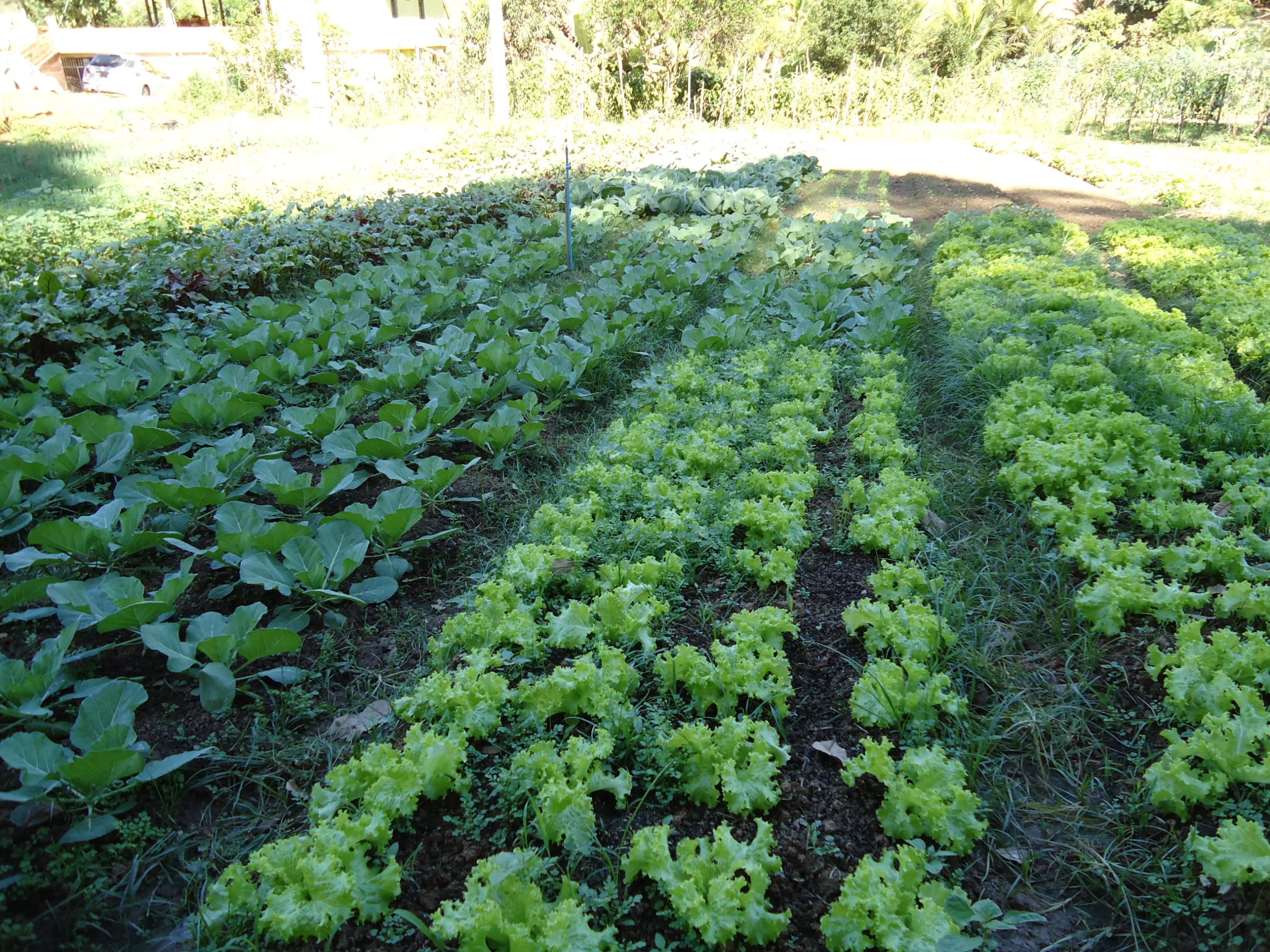 Alimentos da agricultura familiar serão fornecidos para entidades sociais em Cachoeiro