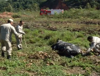 Vaca atola em valão e precisa de resgate do Corpo de Bombeiros, em Cariacica