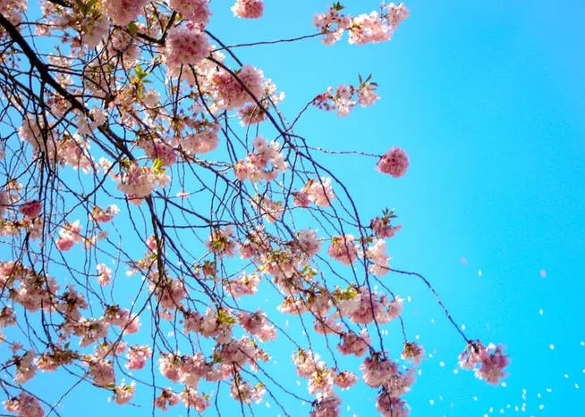 Alergias aumentam na primavera por causa do pólen das plantas