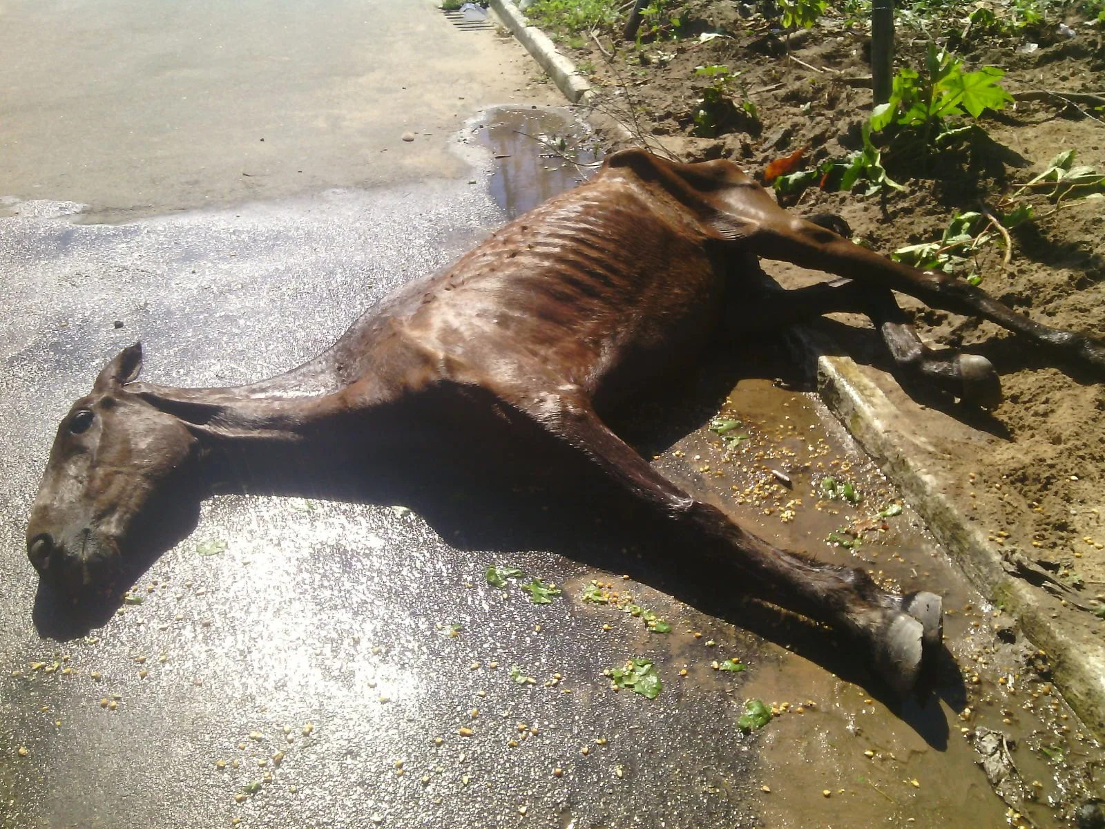 Cavalo vítima de maus tratos é abandonado na praia de Itaipava em Itapemirim