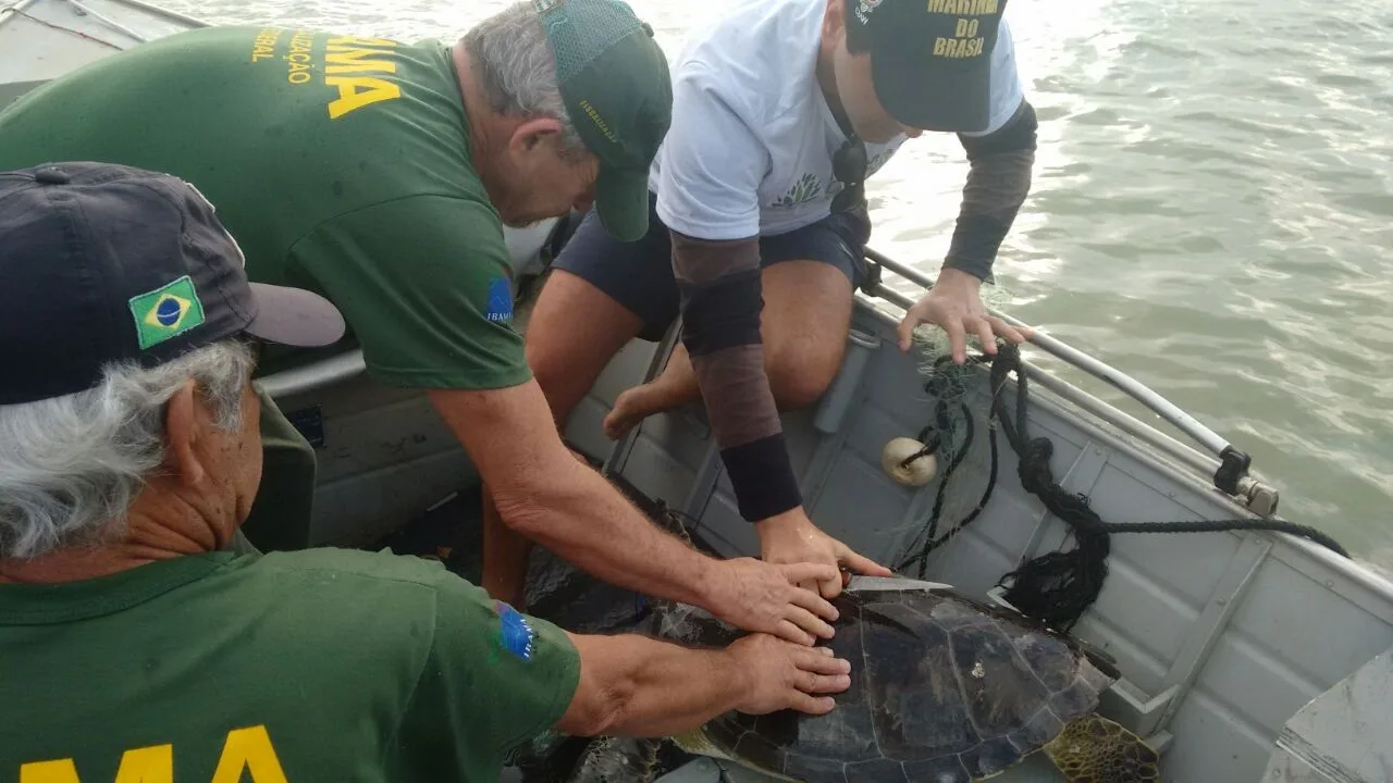 Tartarugas marinhas são encontradas mortas em rede de pesca em Marataízes