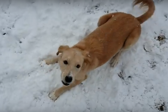 Cachorro se encanta ao brincar na neve pela primeira vez. Assista!