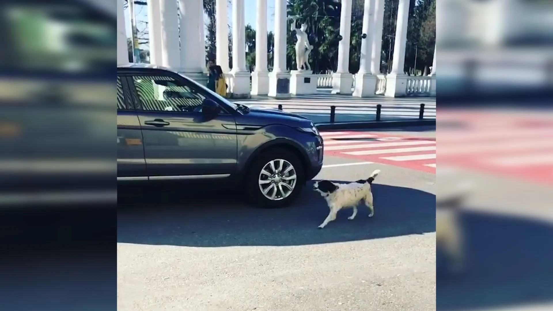 VÍDEO | Cãozinho dá 'cobertura' para pessoas atravessarem faixa de pedestres e viraliza na web